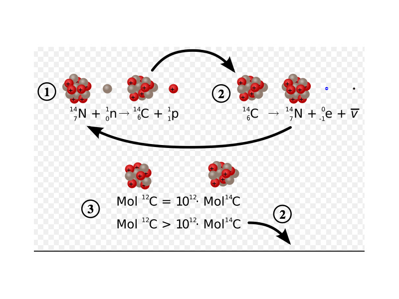 1: Formation of carbon-14
2: Decay of carbon-14
3: The