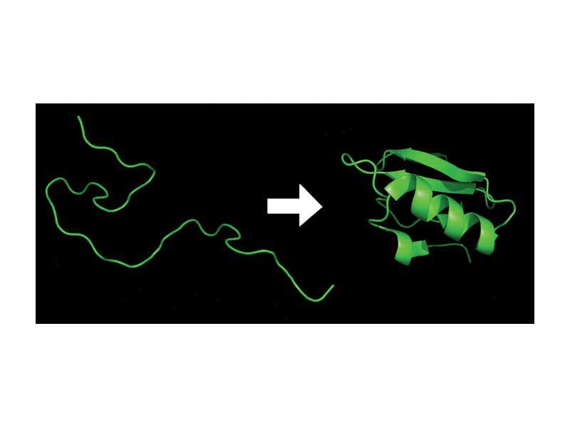 Protein folding