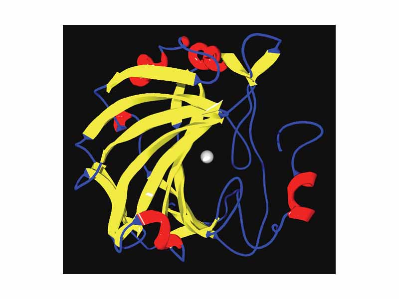Ribbon-diagram showing carbonic anhydrase II. The grey sphere is the zinc cofactor in the active site. Diagram drawn from PDB 1MOO.