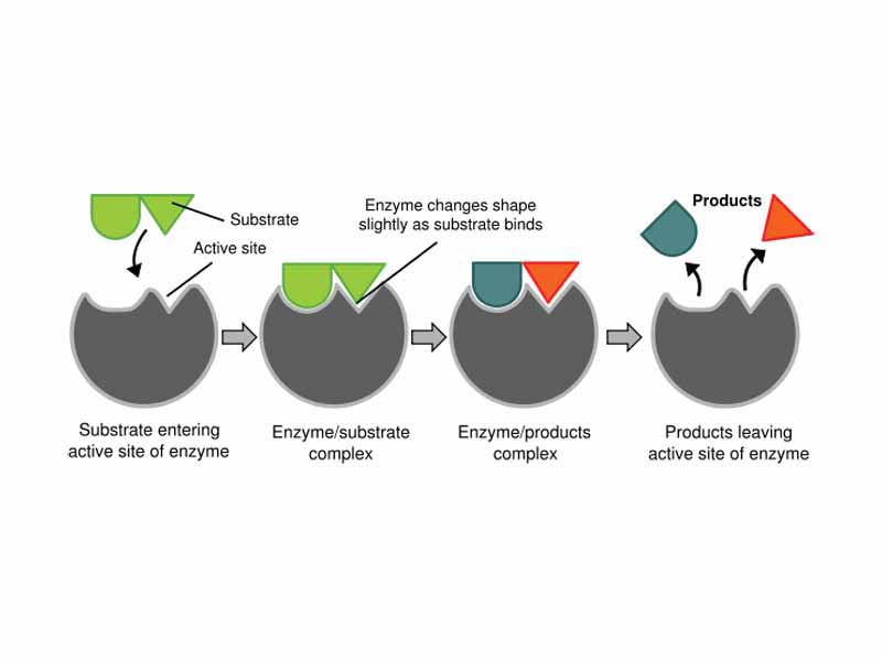 Diagram illustrating the induced fit model of enzyme activity.