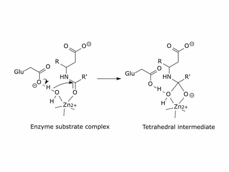 Carboxypeptidase catalytic mechanism. The tetrahedral intermediate is stabilised by a partial ionic bond between the Zn2+ ion and the negative charge on the oxygen.