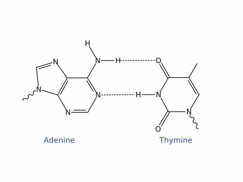 Adenine/Thymine Watson and Crick base pair.