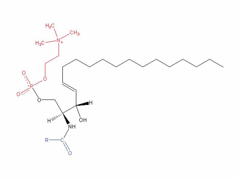 Sphingomyelin - Red:Phosphocholine - Blue:Acyl CoA