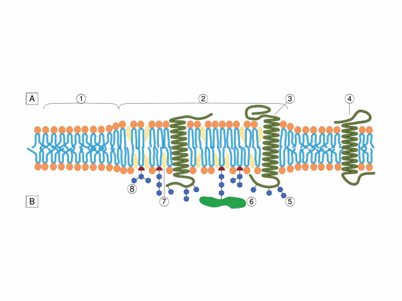 Lipid raft organisation scheme A Intracellular space or cytosol B Extracellular space or vesicle/Golgi apparatus lumen 1. Non-raft membrane 2. Lipid raft 3. Lipid raft associated transmembrane protein 4. Non-raft membrane protein 5. Glycosylation modifications (on glycoproteins and glycolipids) 6. GPI-anchored protein 7. Cholesterol 8. Glycolipid