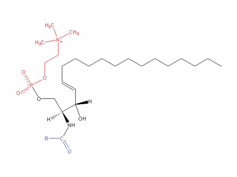 Sphingomyelin - Red:Phosphocholine - Blue:Acyl CoA