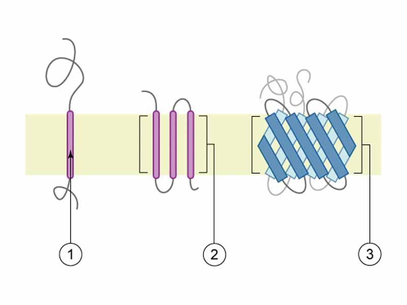 Schematic representation of transmembrane proteins: 1. a single transmembrane ?-helix (bitopic membrane protein) 2. a polytopic ?-helical protein 3. a transmembrane ? barrel. The membrane is represented in light brown.