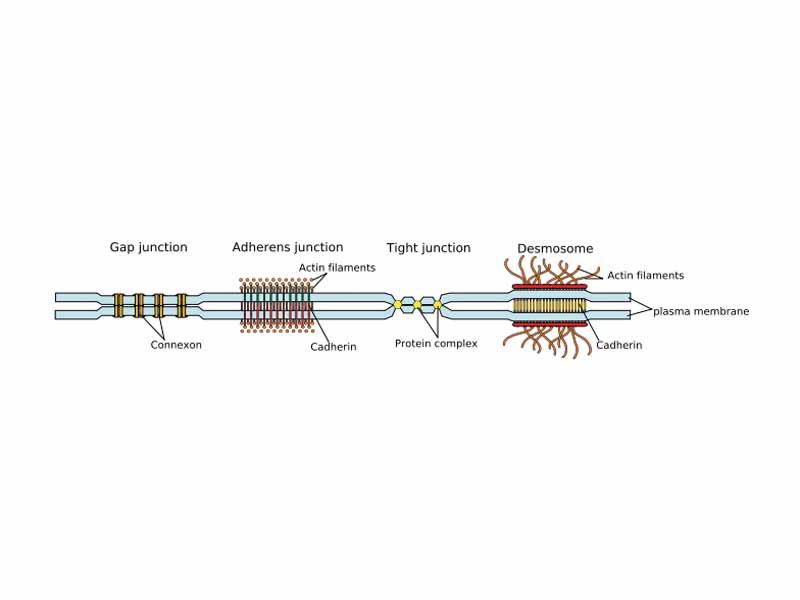 simplified diagram to show the diferent forms of cell junction.