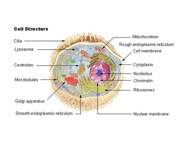 Organelles.