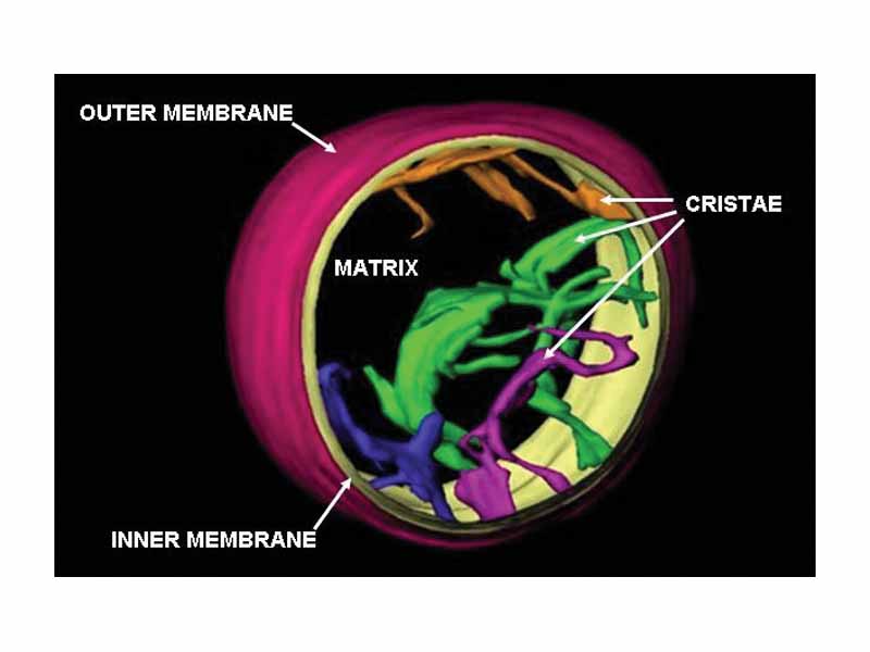 This is an image of a frozen-hydrated rat liver mitochondrion based on work done at the Wadsworth Center's Resource for Visualization of Biological Complexity