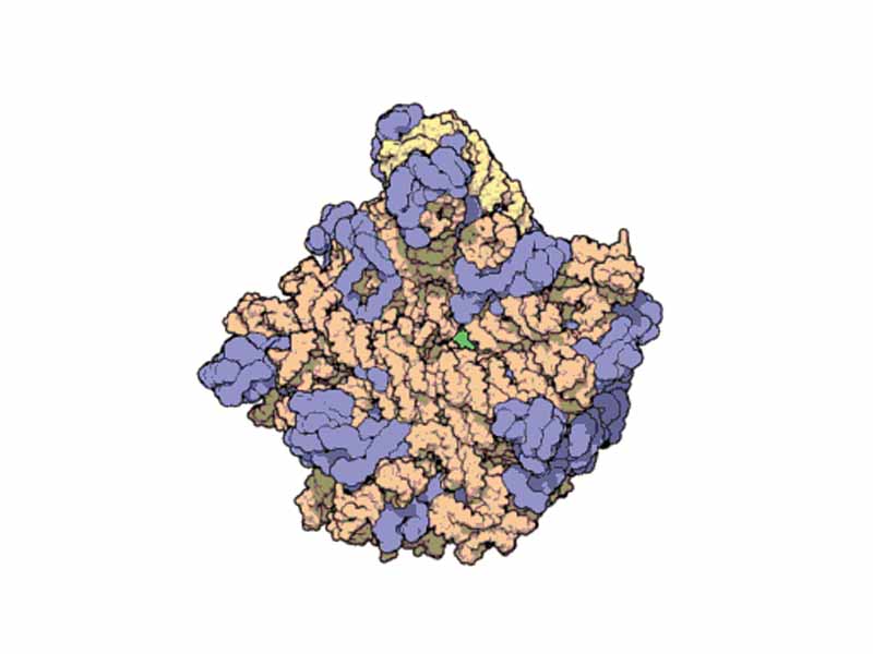 Structure of the 50S Subunit from Haloarcula marismortui. Proteins are shown in blue and the two RNA strands in orange and yellow.[10] The small patch of green in the center of the subunit is the active site.
