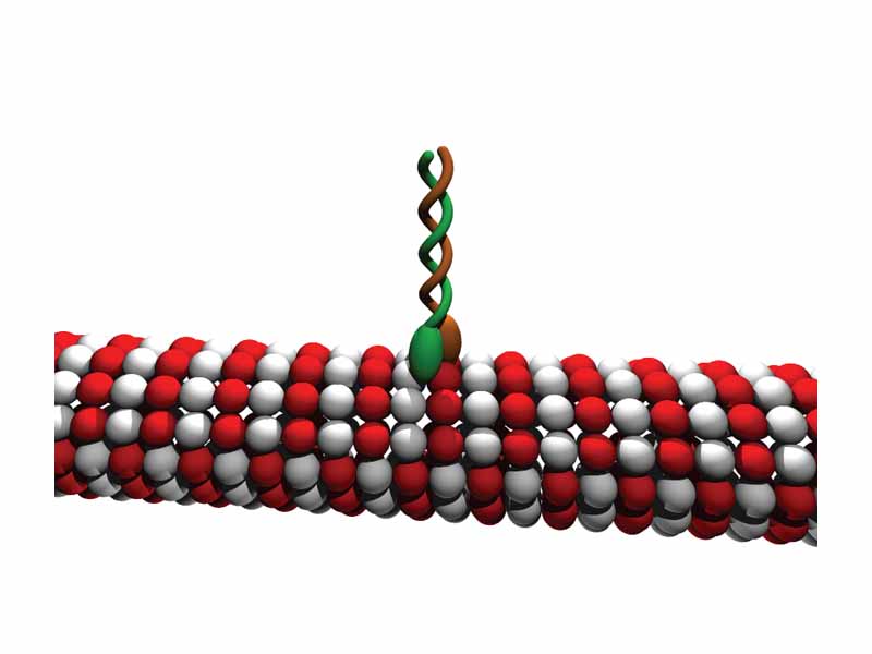 The kinesin dimer attaches to, and moves along, microtubules.