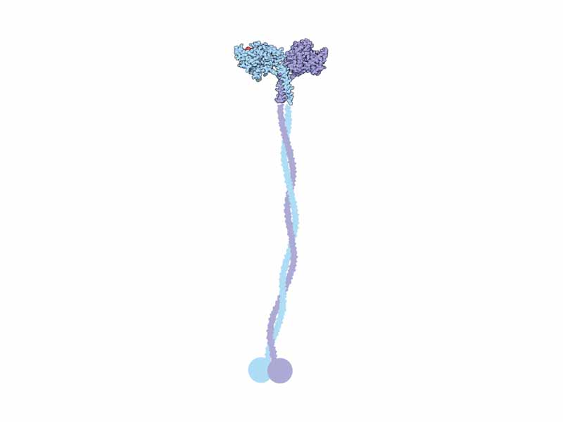 Kinesins (the one shown is from PDB code 3kin) and dyneins walk along microtubules dragging their cargo along with them (red: ATP) (bottom: domain that links to the cargos)