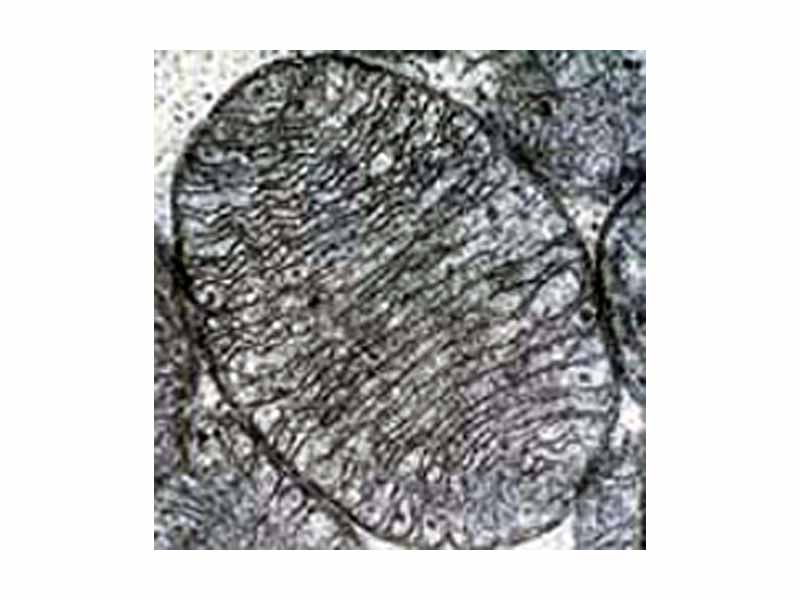 Electron micrograph of a single mitochondrion showing the organized arrangement of the protein matrix and the inner mitochondrial membranes.