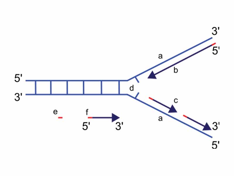 Scheme of the replication fork. a: template, b: leading strand, c: lagging strand, d: replication fork, e: primer, f: Okazaki fragments