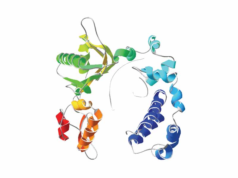 3D structure of the DNA-binding helix-hairpin-helix motifs in human DNA polymerase beta