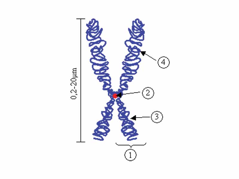 Chromosome. (1) Chromatid. One of the two identical parts of the chromosome after S phase. (2) Centromere. The point where the two chromatids touch, and where the microtubules attach. (3) Short arm (4) Long arm.