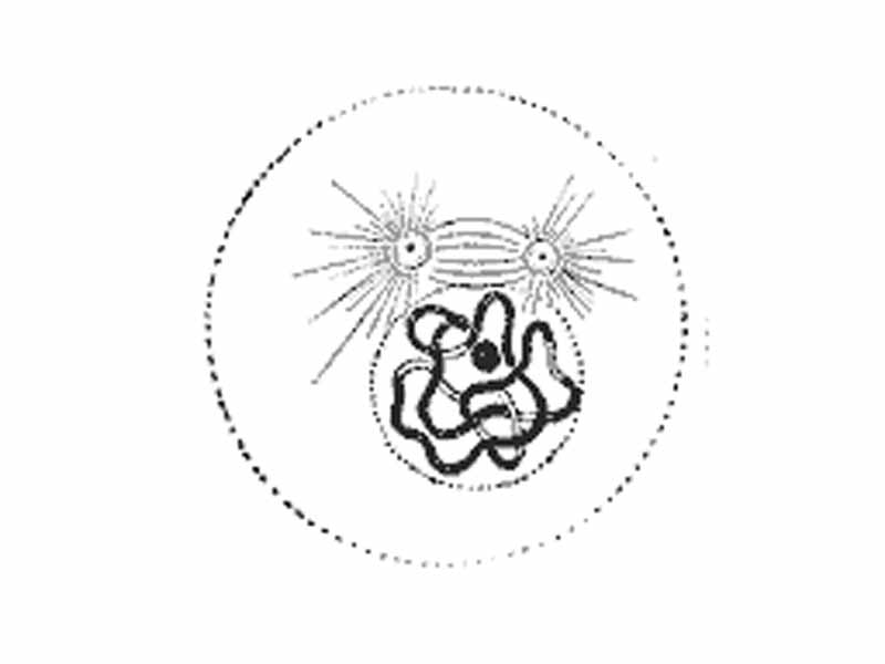 Prophase: The two round objects above the nucleus are the centrosomes. Note the condensed chromatin.