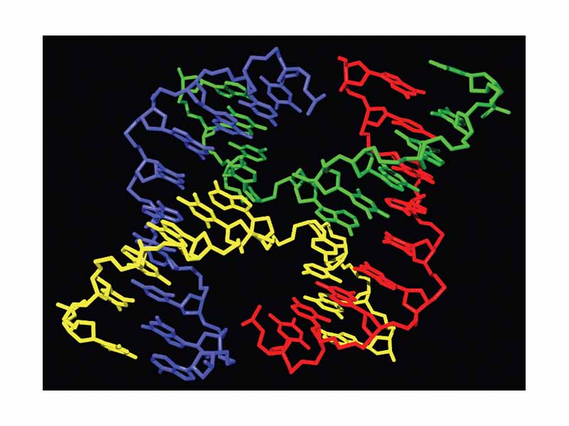 Molecular structure of a Holliday junction.