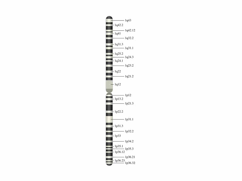 Chromosome 1 (human)