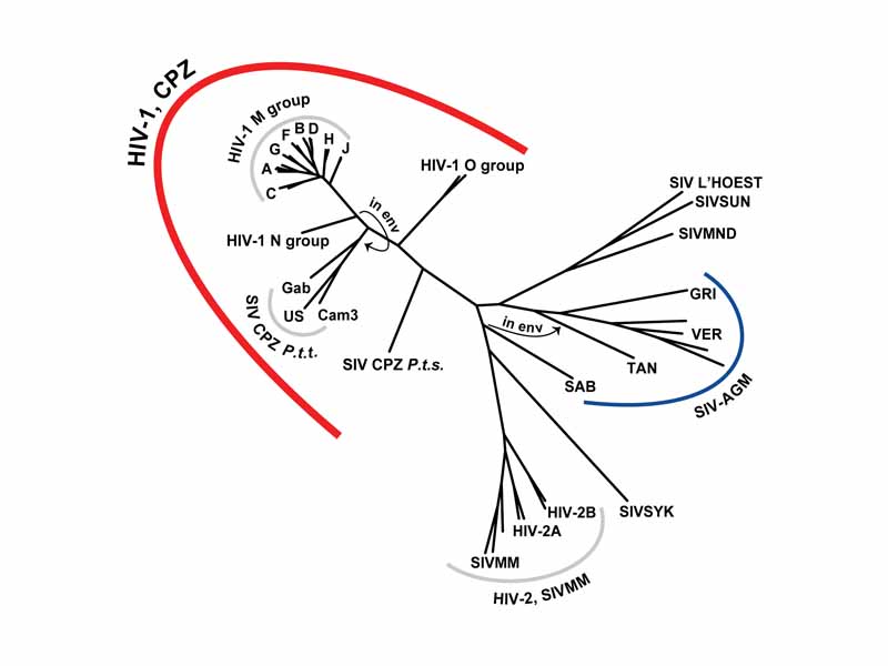 The phylogenetic tree of the SIV and HIV