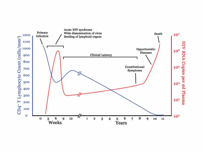 A generalized graph of the relationship between HIV copies (viral load) and CD4 counts over the average course of untreated HIV infection; any particular individual's disease course may vary considerably. Line beginning high is CD4+ T cell count (cells per µL). Line beginning low is HIV RNA copies per mL of plasma.