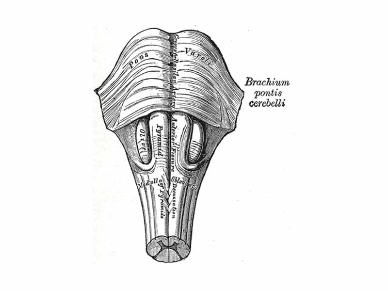 Medulla oblongata and pons. Anterior surface. (Pyramid visible at center.)