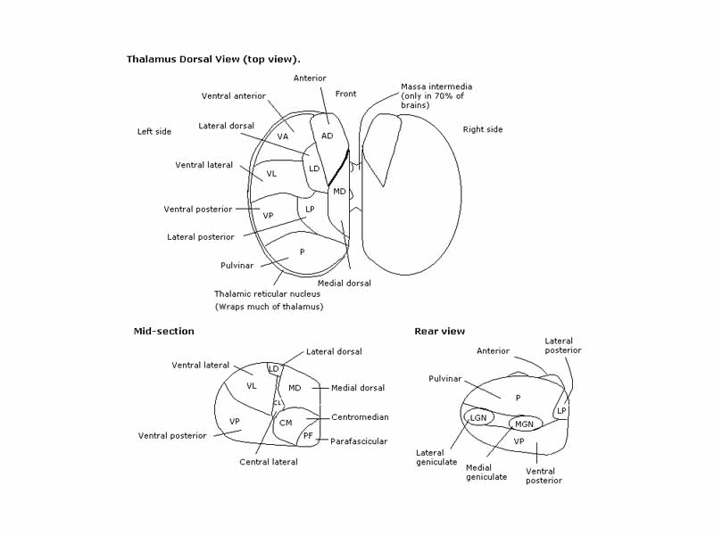 Thalamus