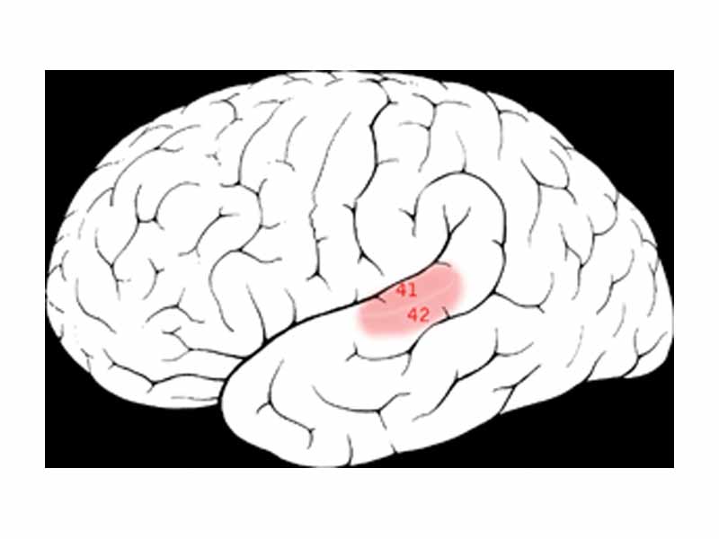 Brodmann areas 41 42 in the temporal lobe. Primary auditory cortex.