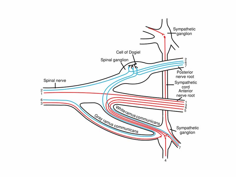 Scheme showing structure of a typical spinal nerve. - 1. Somatic efferent. - 2. Somatic afferent. - 3,4,5. Sympathetic efferent. - 6,7. Sympathetic afferent.