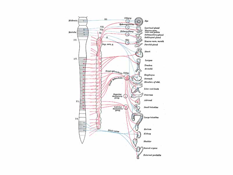 The autonomic nervous system - Blue = parasympathetic - Red = sympathetic