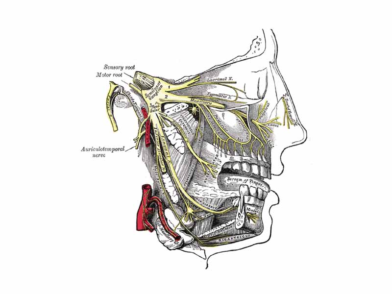Parasympathetic ganglia: Distribution of the maxillary and mandibular nerves, and the submaxillary ganglion. (Submandibular ganglion visible at bottom left, but not labeled.)