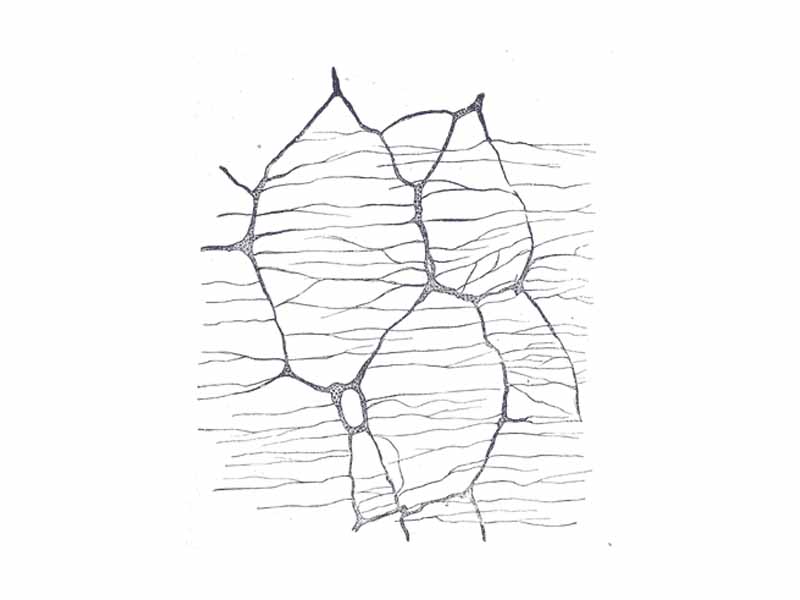 The myenteric plexus from the rabbit. X 50.