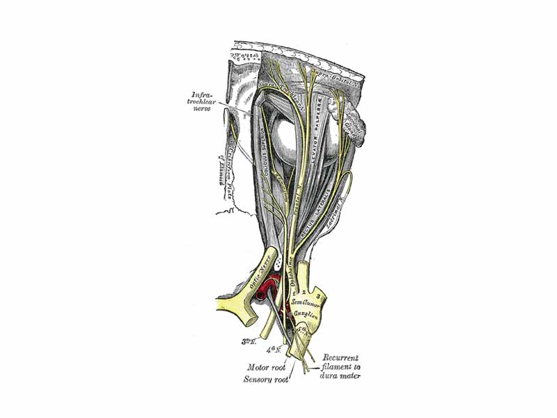 Nerves of the orbit. Seen from above. Optic nerve and Oculomotor nerves both shown.