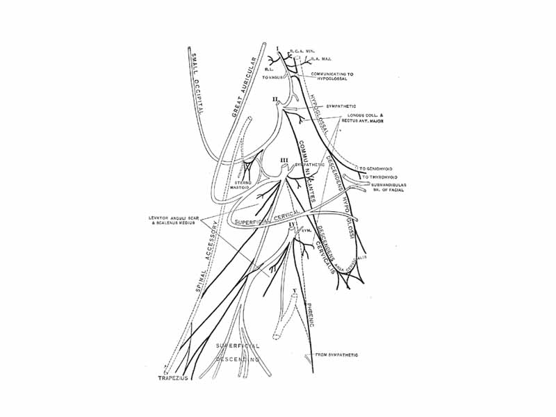 Accessory nerve. Plan of the cervical plexus