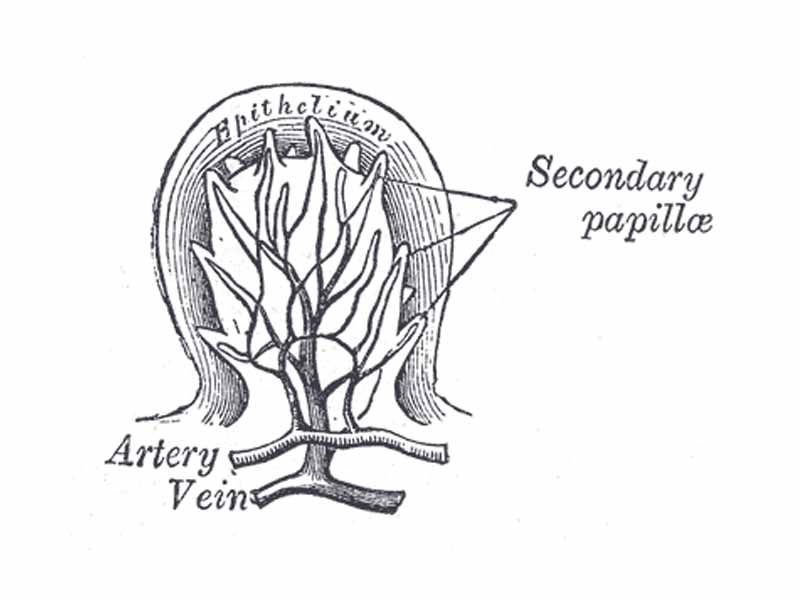 Section of a fungiform papilla. Magnified.