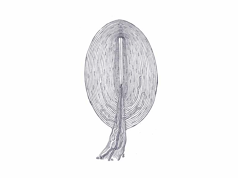 Pacinian corpuscle, with its system of capsules and central cavity. - a. Arterial twig, ending in capillaries, which form loops in some of the intercapsular spaces, and one penetrates to the central capsule. - b. The fibrous tissue of the stalk. - n. Nerve tube advancing to the central capsule, there losing its white matter, and stretching along the axis to the opposite end, where it ends by a tuberculated enlargement.