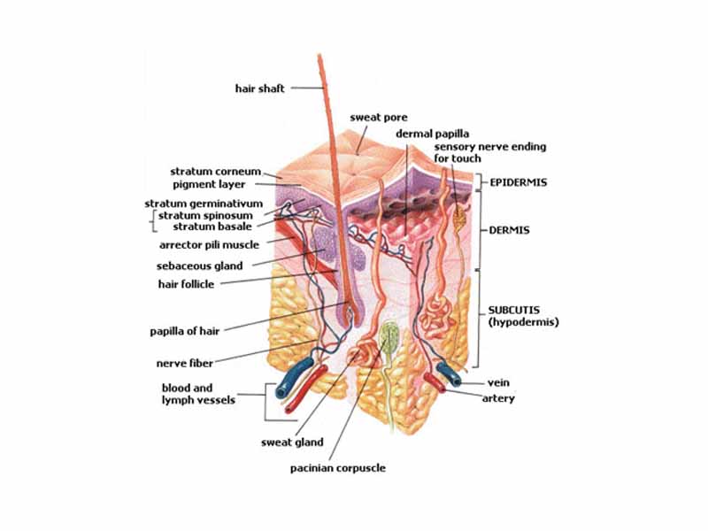 Human skin. Note Pacinian and Meisner's corpuscles.