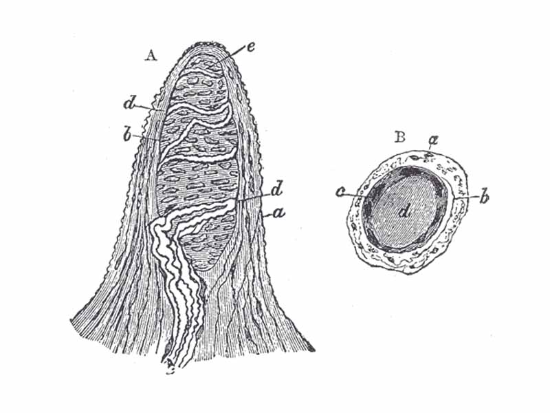Papilla of the hand, treated with acetic acid. Magnified 350 times. - - A. Side view of a papilla of the hand. - a. Cortical layer. - b. Tactile corpuscle. - c. Small nerve of the papilla, with neurolemma. - d. Its two nervous fibers running with spiral coils around the tactile corpuscle. - e. Apparent termination of one of these fibers. - B. A tactile papilla seen from above so as to show its transverse section. - a. Cortical layer. - b. Nerve fiber. - c. Outer layer of the tactile body, with nuclei. - d. Clear interior substance.