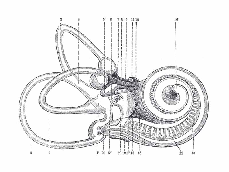 1. Lateral semicircular canal; 1’, its ampulla; - 2. Posterior canal; 2’, its ampulla. - 3. Superior canal; 3’, its ampulla. - 4. Conjoined limb of superior and posterior canals (sinus utriculi superior). - 5. Utricle. 5’. Recessus utriculi. 5. Sinus utriculi posterior. - 6. Ductus endolymphaticus. - 7. Canalis utriculosaccularis. - 8. Nerve to ampulla of superior canal. - 9. Nerve to ampulla of lateral canal. - 10. Nerve to recessus utriculi (in top image, the three branches appear conjoined). 10’. Ending of nerve in recessus utriculi. - 11. Facial nerve. - 12. Lagena cochleæ. - 13. Nerve of cochlea within spiral lamina. - 14. Basilar membrane. - 15. Nerve fibers to macula of saccule. - 16. Nerve to ampulla of posterior canal. - 17. Saccule. - 18. Secondary membrane of tympanum. - 19. Canalis reuniens. - 20. Vestibular end of ductus cochlearis. - 21. Section of the facial and acoustic nerves within internal acoustic meatus (the separation between them is not apparent in the section). -