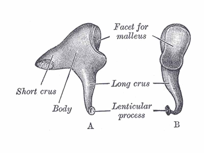 Left incus. A. From within. B. From the front.
