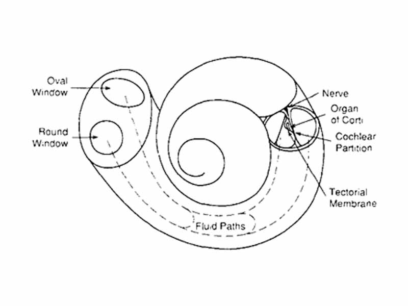 Cochlea