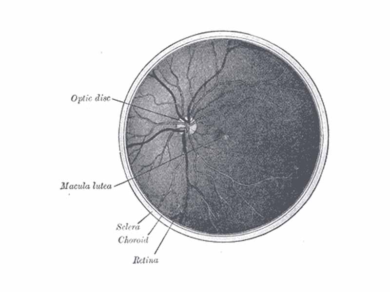 The interior of the posterior half of the left eyeball.