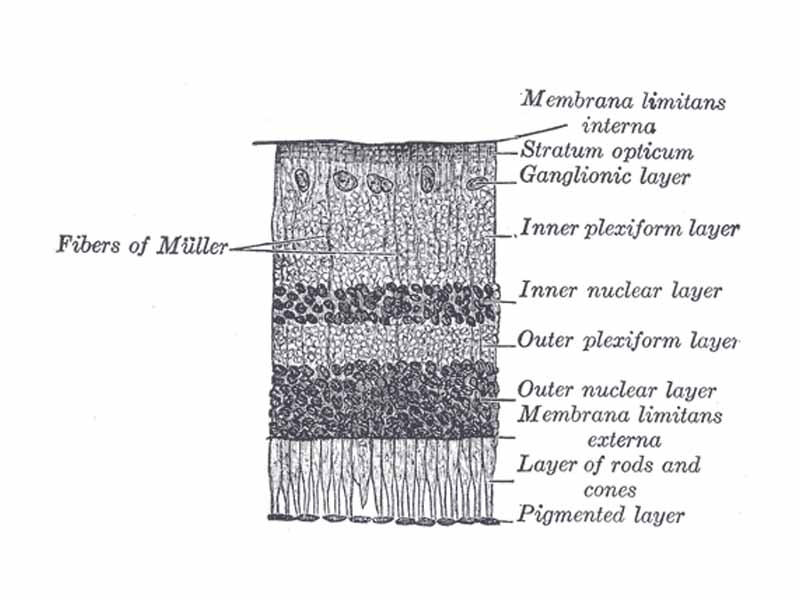 Section of retina