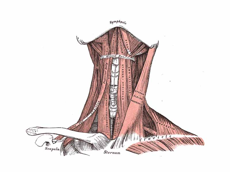 Muscles of the neck. Anterior view. Shows thyroid.