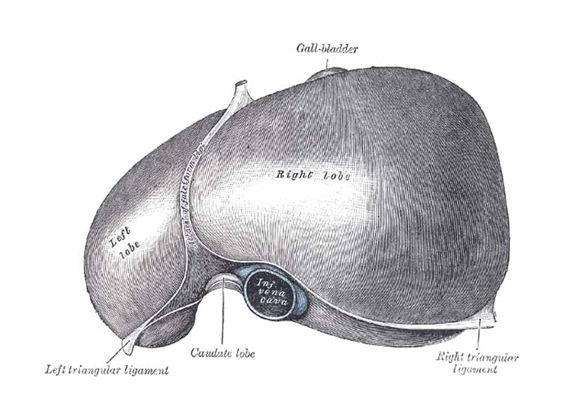 Among its many functions, the liver is an endocrine gland producing Insulin-like growth factor (IGF), Angiotensinogen, and Thrombopoietin