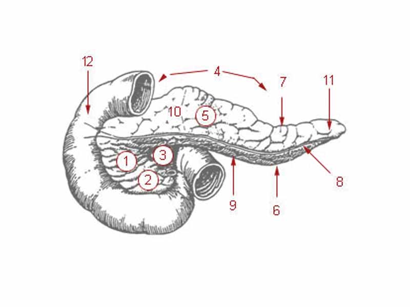 1: Head of pancreas - 2: Uncinate process of pancreas - 3: Pancreatic notch - 4: Body of pancreas - 5: Anterior surface of pancreas - 6: Inferior surface of pancreas - 7: Superior margin of pancreas - 8: Anterior margin of pancreas - 9: Inferior margin of pancreas - 10: Omental tuber - 11: Tail of pancreas - 12: Duodenum