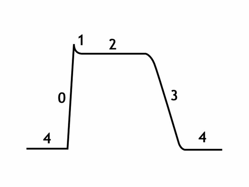 The cardiac action potential has five phases. Phase 4 is the resting membrane potential. Phase 0 is the rapid depolarization phase. Phase 1 of the action potential occurs with the inactivation of the fast Na+ channels. Phase 2: This plateau phase of the cardiac action potential is sustained by a balance between inward movement of Ca2+ (ICa) through L-type calcium channels and outward movement of K+ through the slow delayed rectifier potassium channels, IKs. During phase 3 of the action potential, the L-type Ca2+ channels close, while the slow delayed rectifier (IKs) K+ channels are still open.