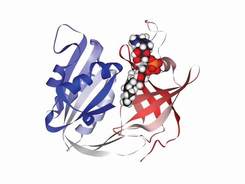 Ribbon diagram of erythrocytic methemoglobin reductase with FAD bound.