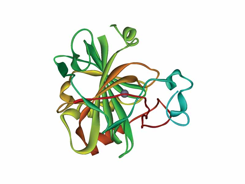 Ribbon diagram of human carbonic anhydrase II. Active site zinc ion visible at center.