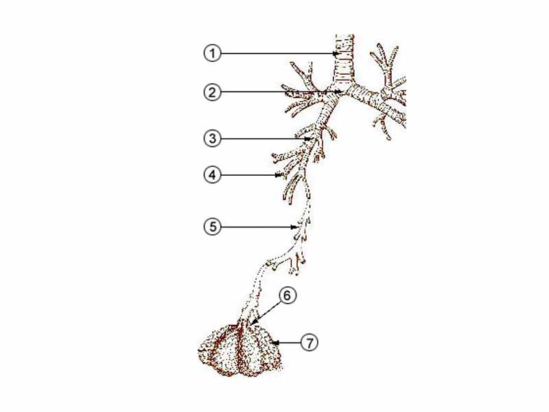 1. Trachea - 2. Mainstem bronchus - 3. Lobar bronchus - 4. Segmental bronchus - 5. Bronchiole - 6. Alveolar duct - 7. Alveolus